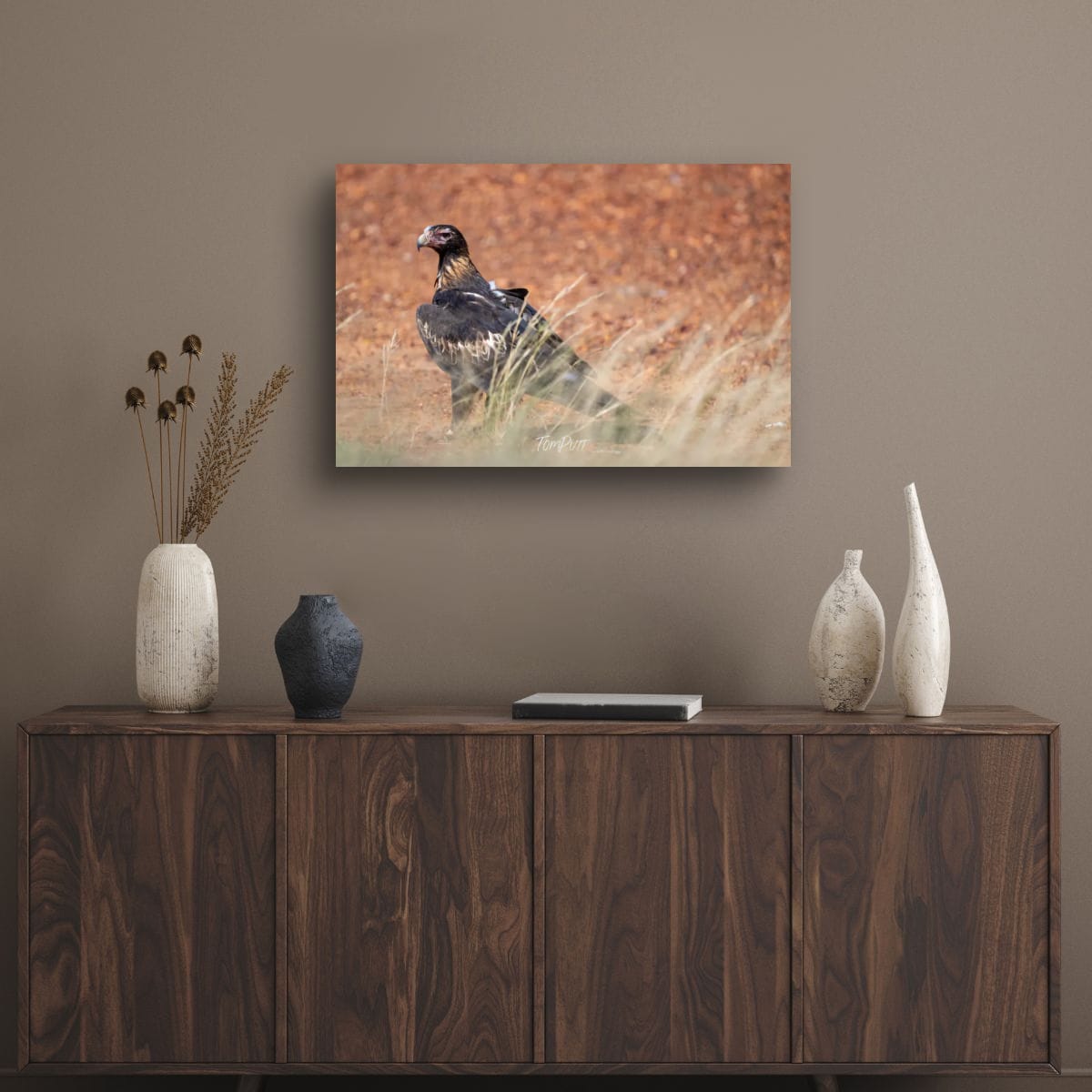 Observant. Wedge-Tailed Eagle