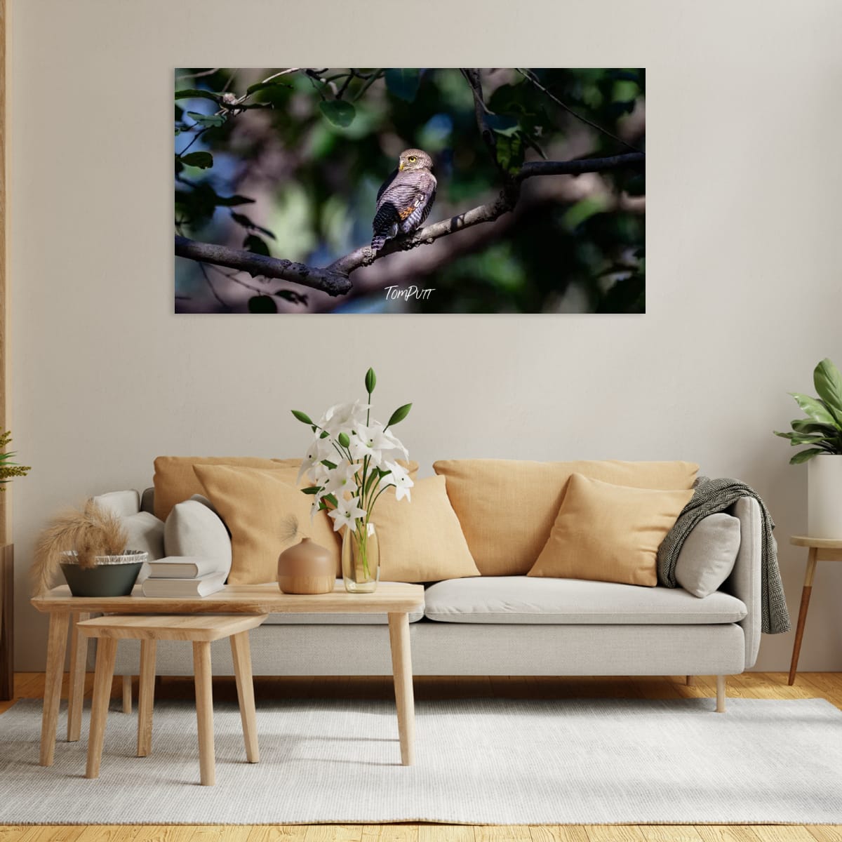 Head Turning Owl, India