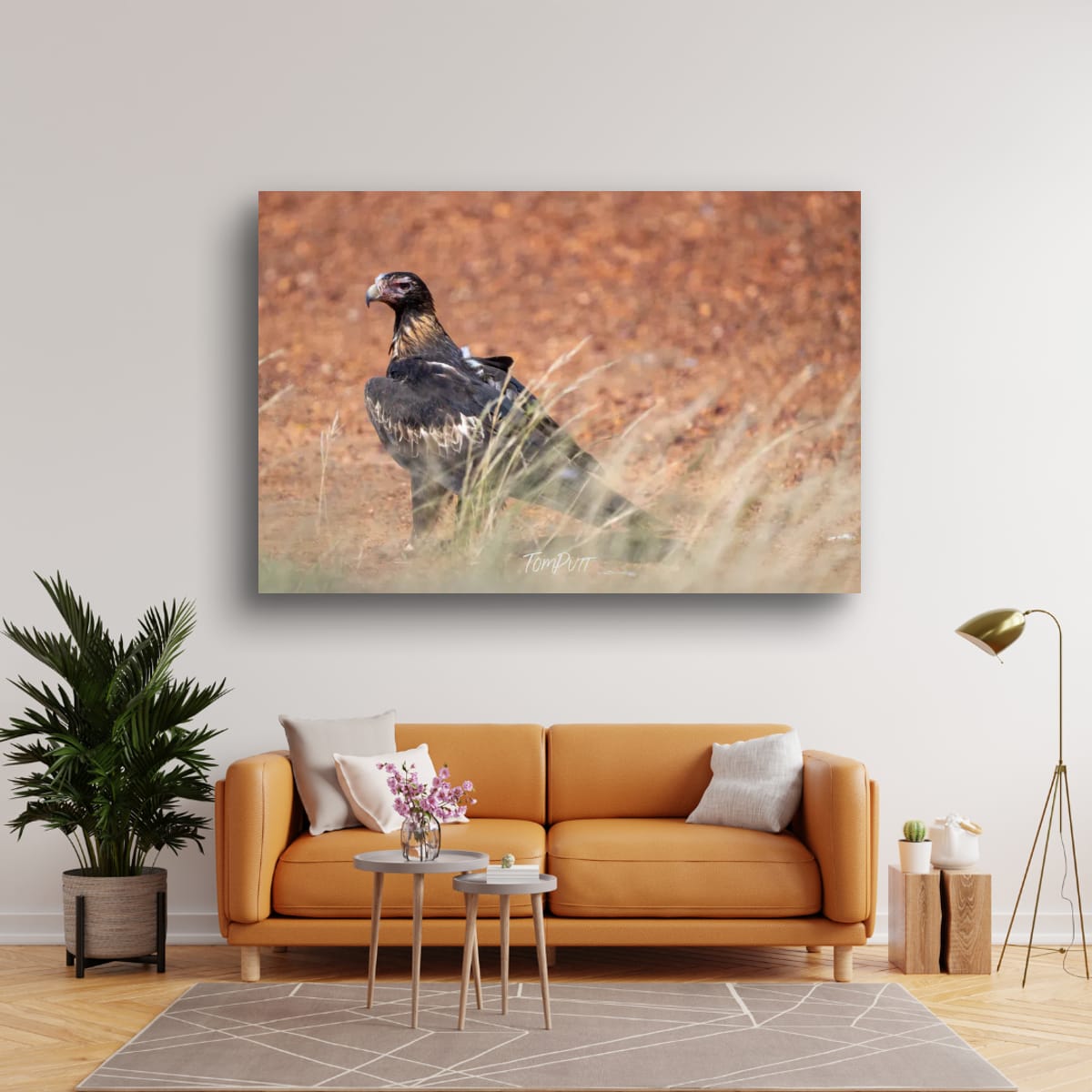 Observant. Wedge-Tailed Eagle