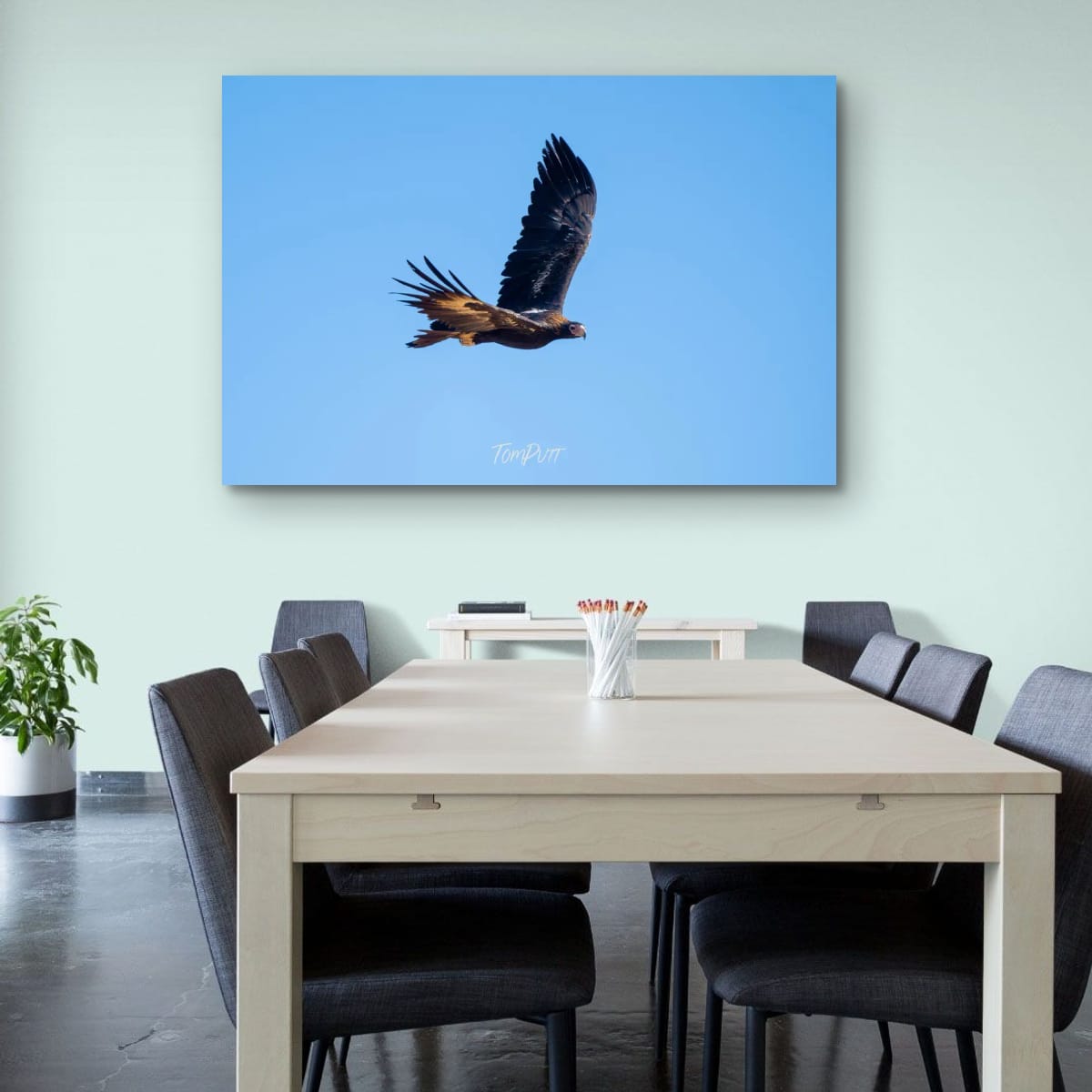 Wedge-Tailed Eagle in Flight
