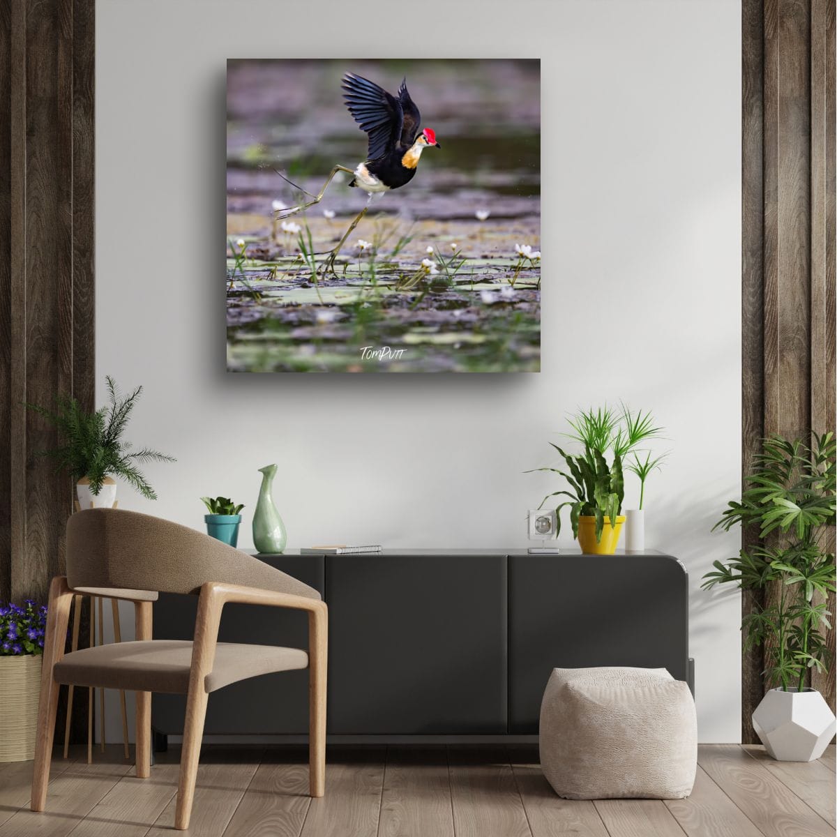 Comb-Crested Jacana Takeoff