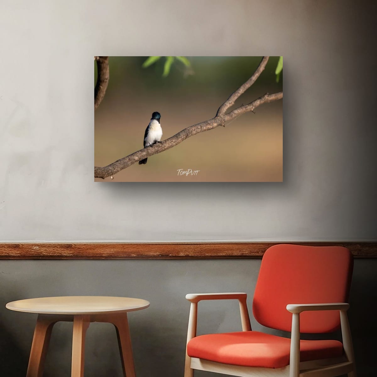 Looking Back. Paperbark Flycatcher