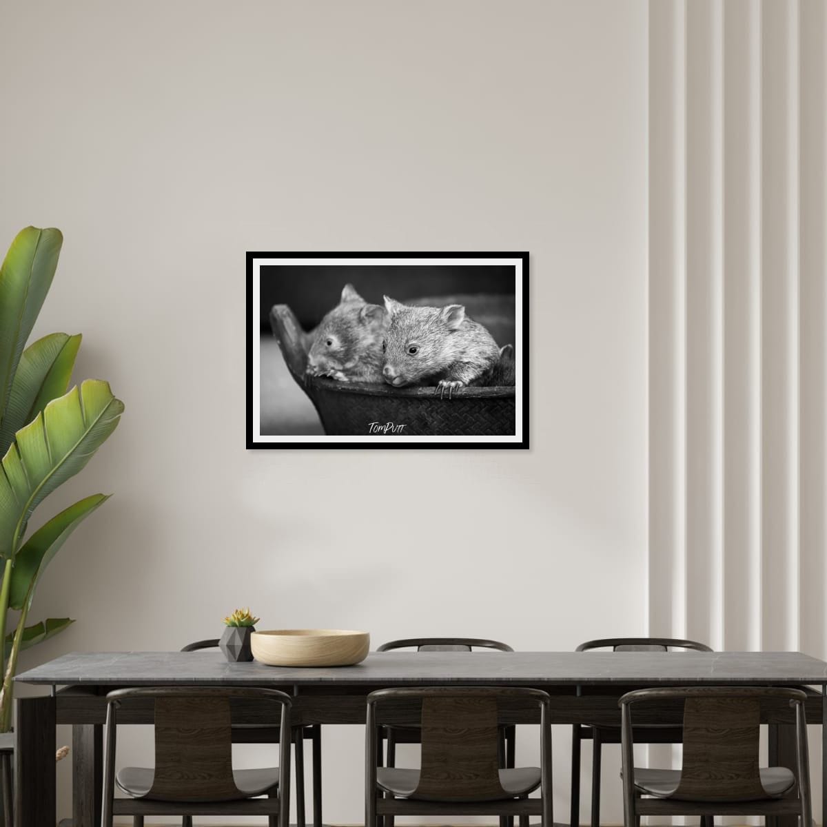 Cuddles, Flinders Island, Tasmania