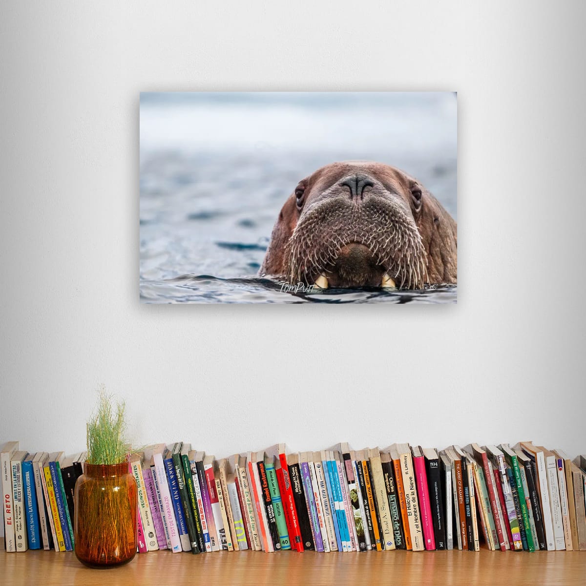 Walrus Approaching, Svalbard