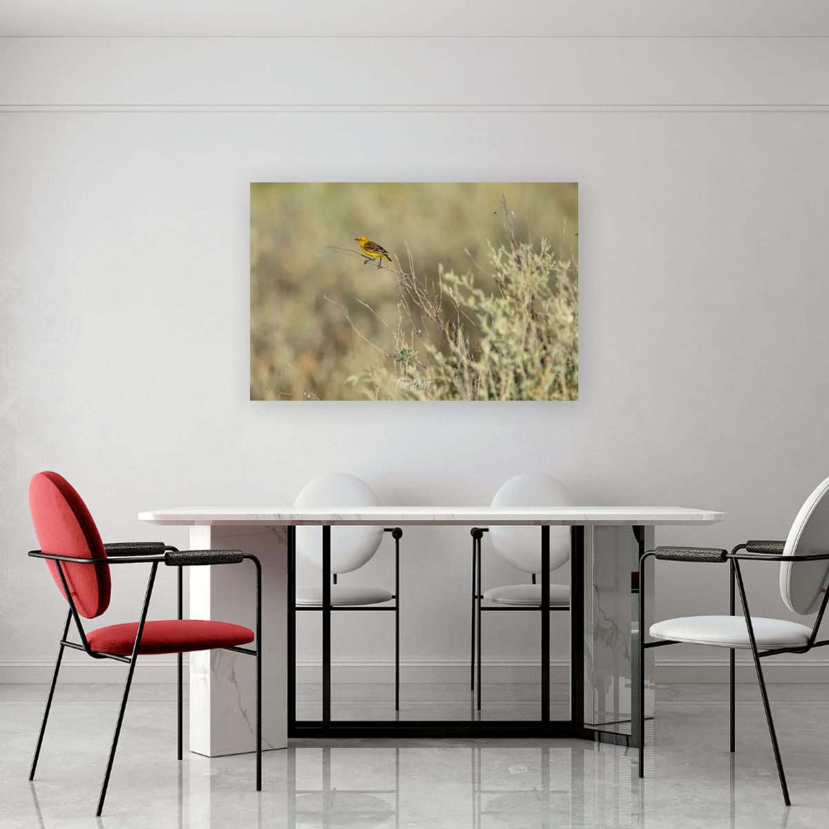 Perched in Focus. Yellow Chat