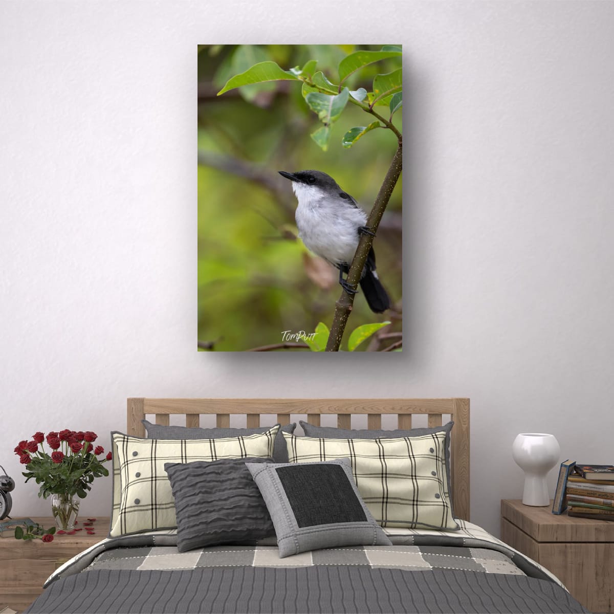 Lookout. Mangrove Robin