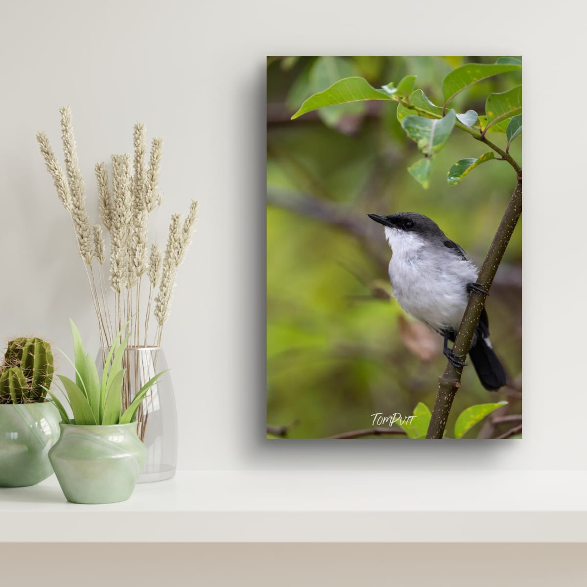 Lookout. Mangrove Robin
