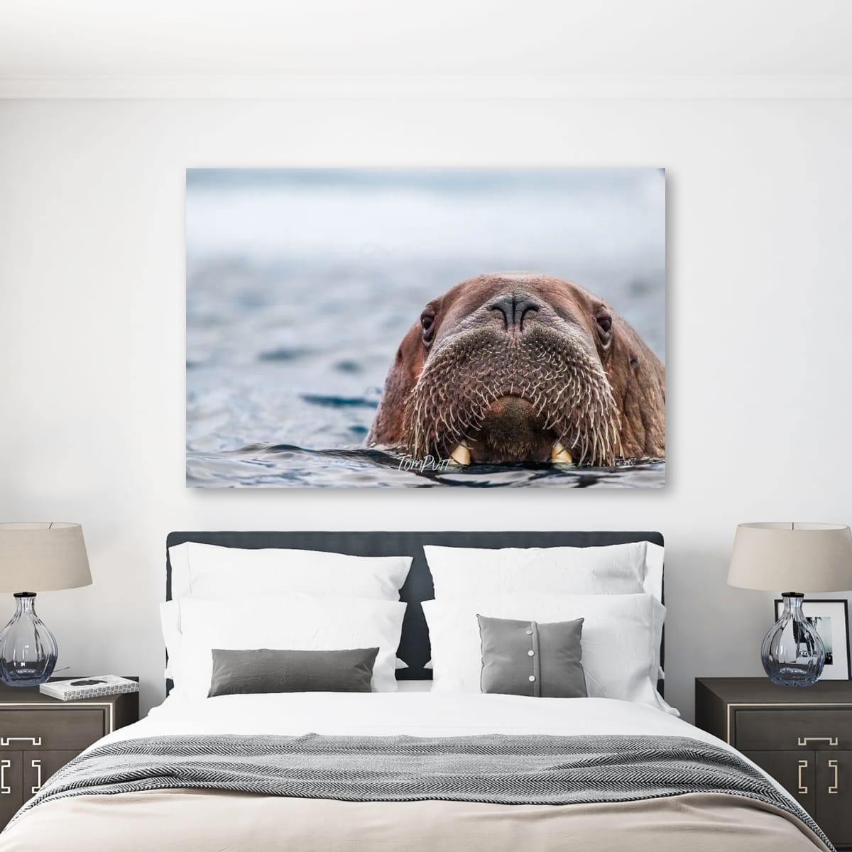 Walrus Approaching, Svalbard