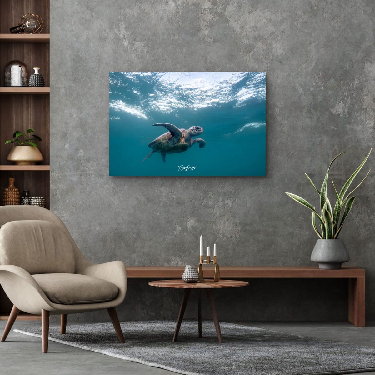 Turtle Determination