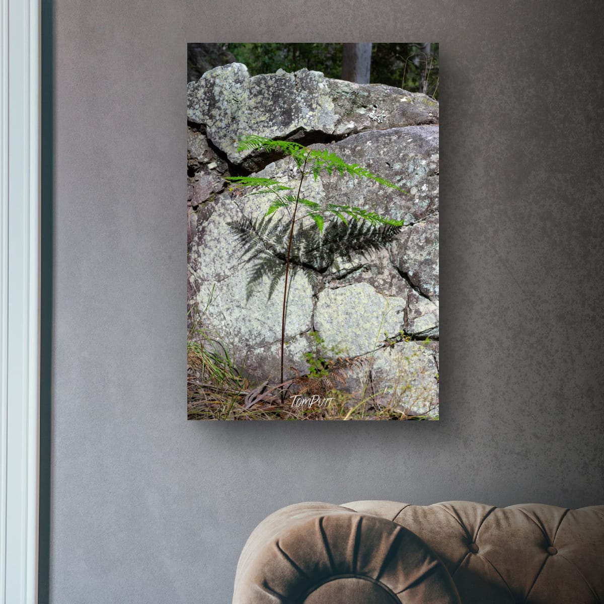 Fern and Stone, Carnarvon Gorge
