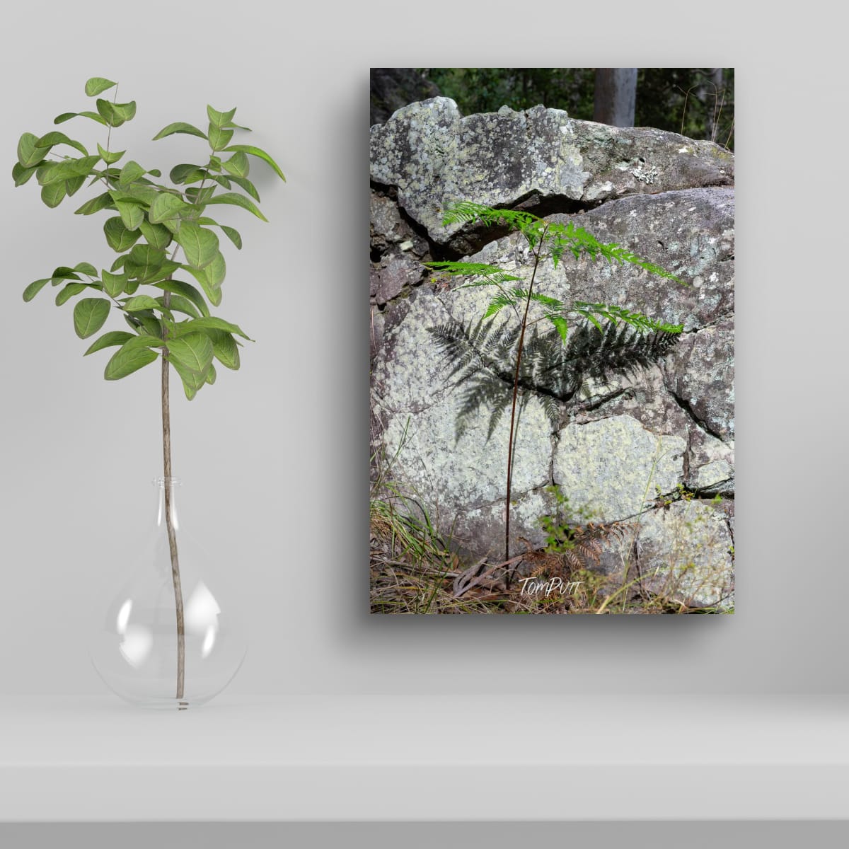 Fern and Stone, Carnarvon Gorge