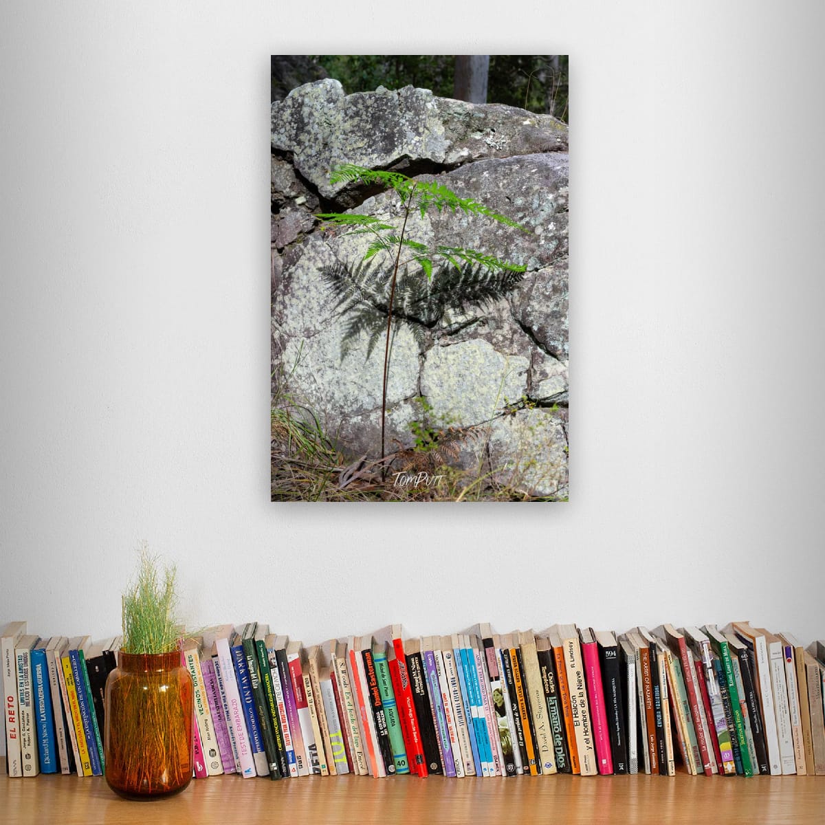 Fern and Stone, Carnarvon Gorge