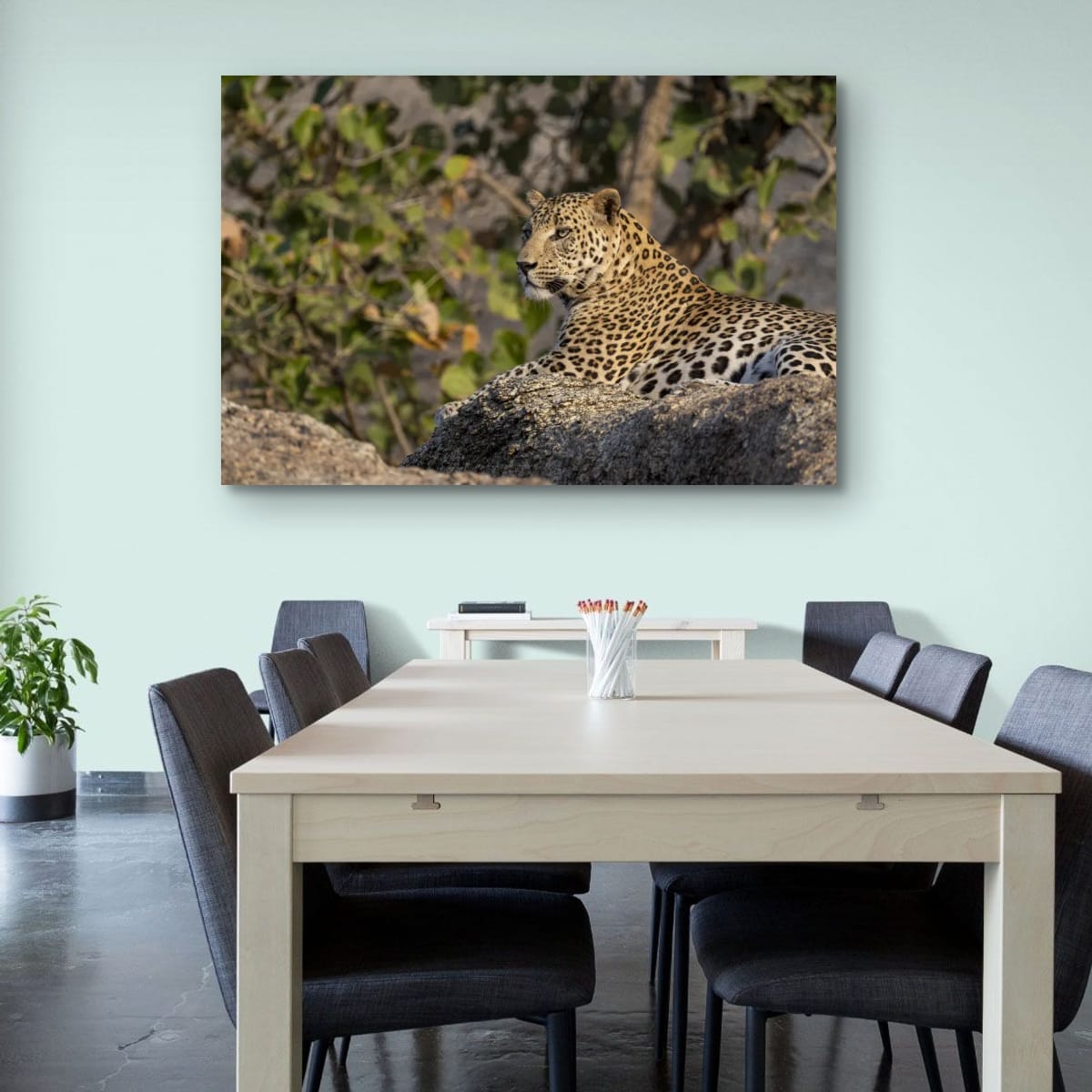 Watchful Leopard, India