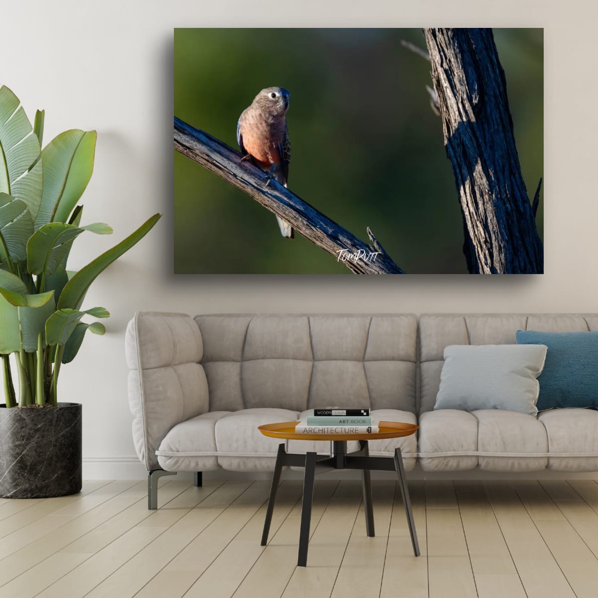 Bourke's Parrot Watching