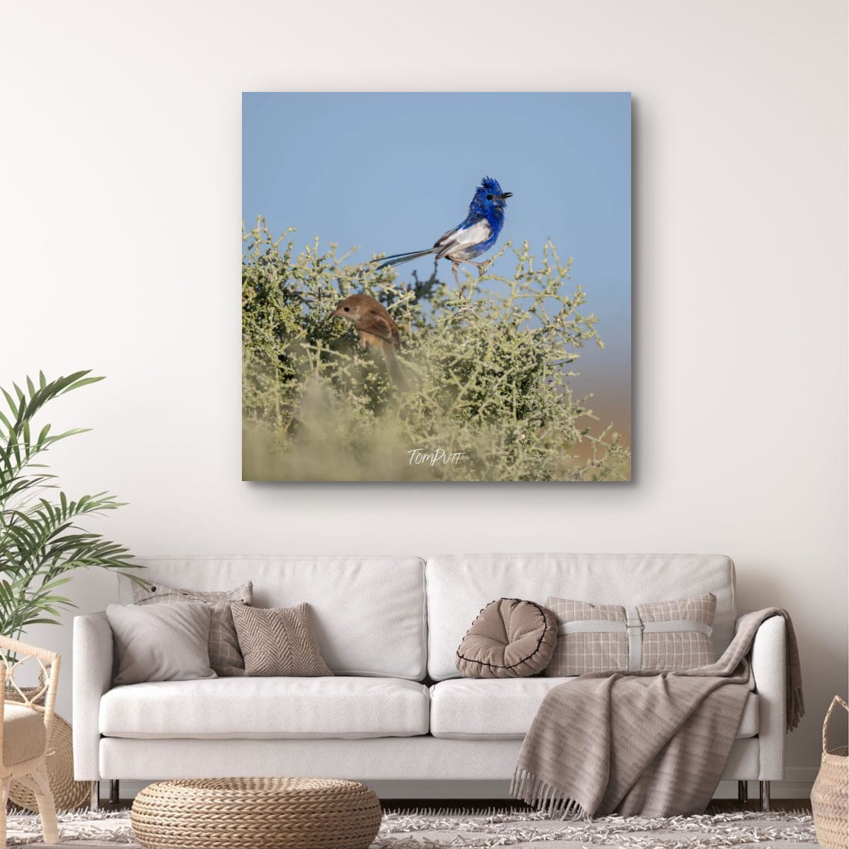 Soloist. White-Winged Fairy Wren