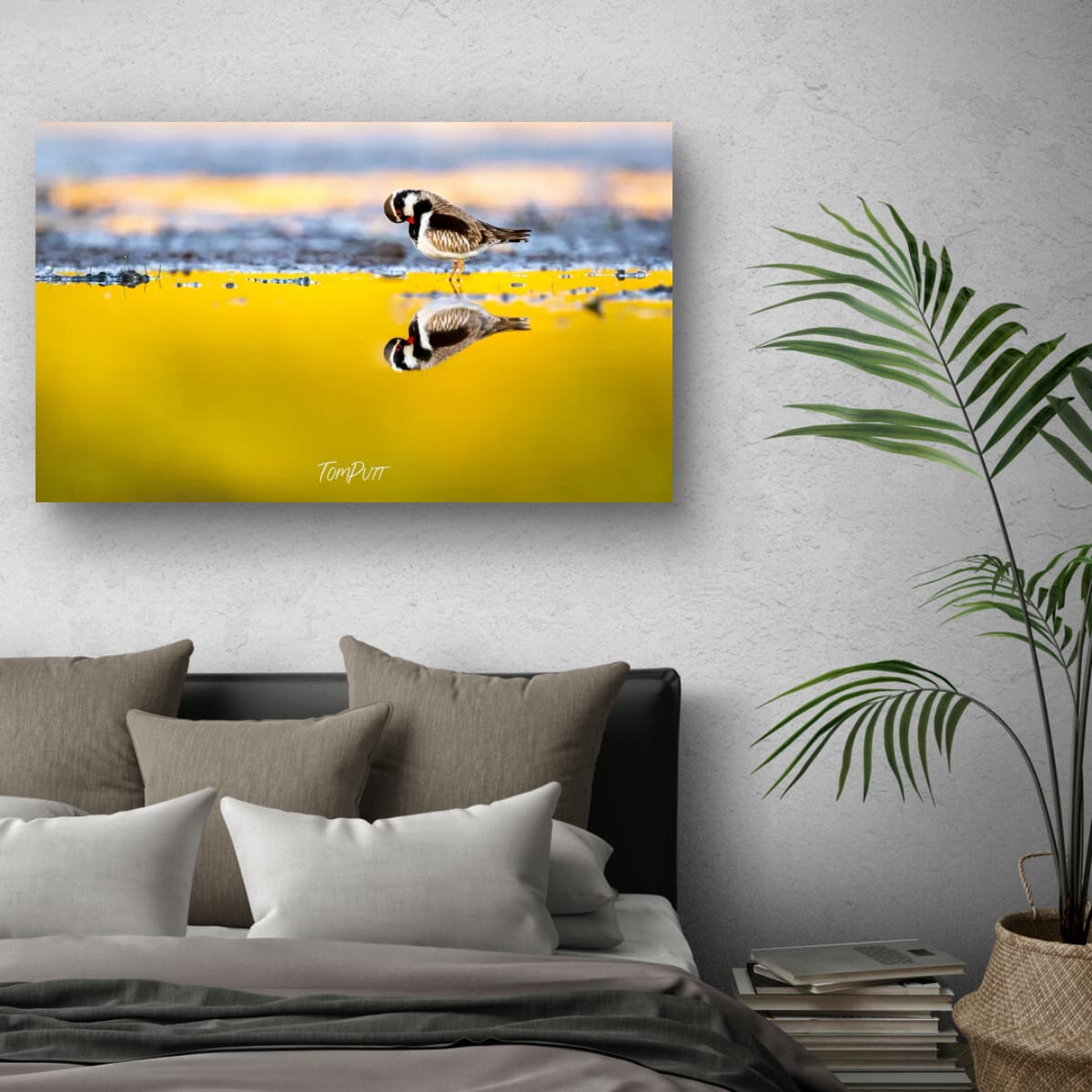 Golden Reflection. Black-Fronted Dotterel