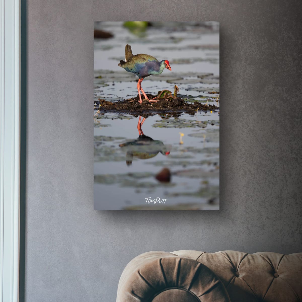 Swamp Hen Reflection