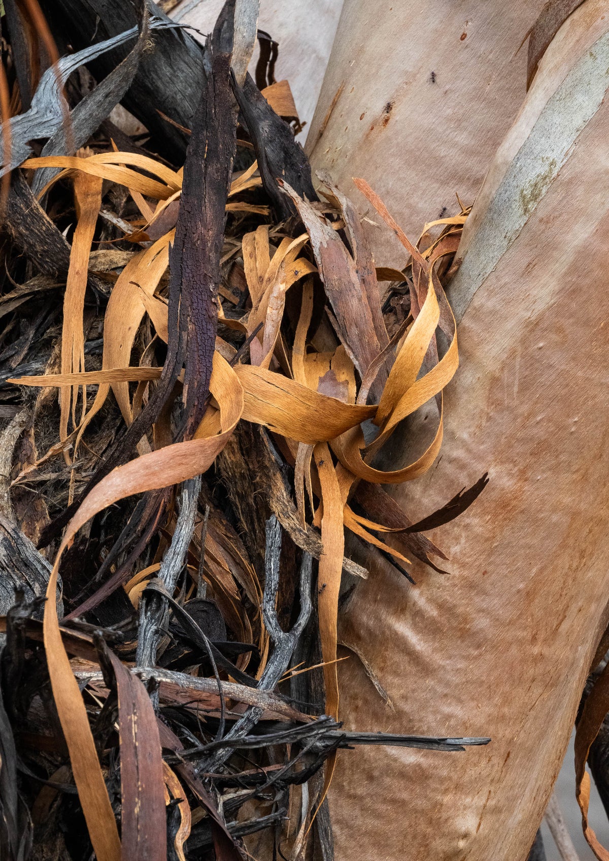 Organic, Western Australia