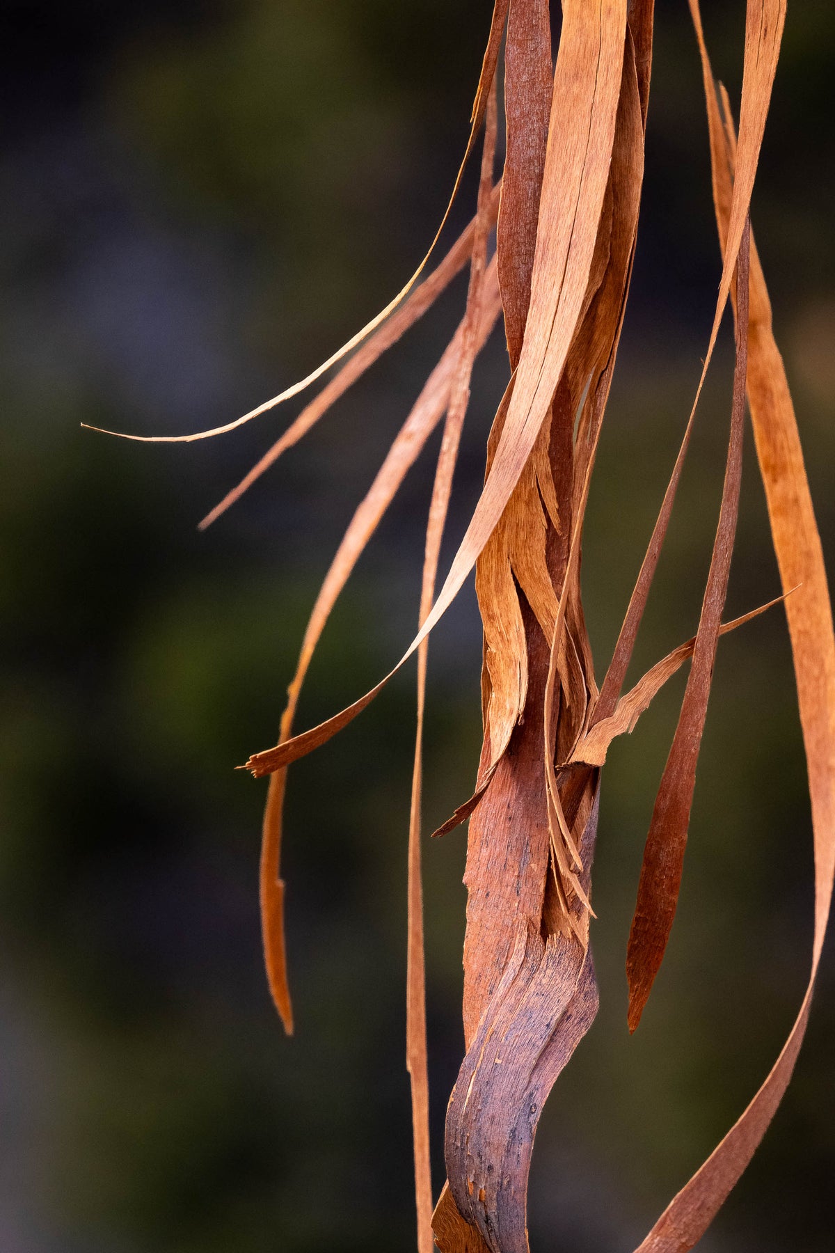 Bark detail, Western Australia