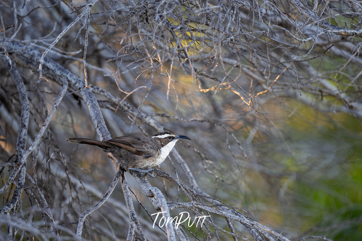White-browed Babbler in the landscape