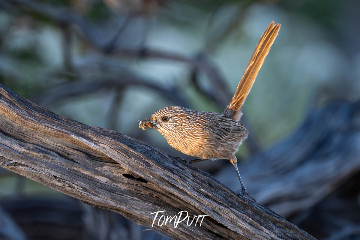 Western Grasswren with food, Monkey Mia, WA