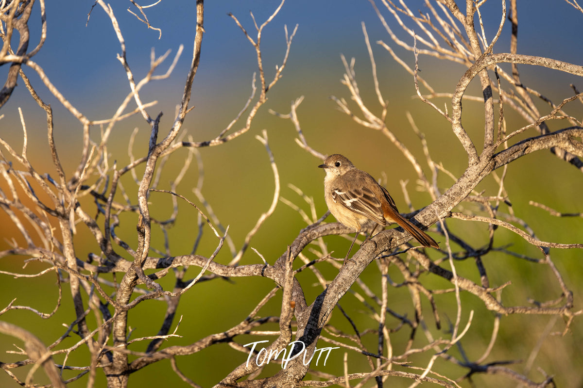 Southern Scrub Robin perched