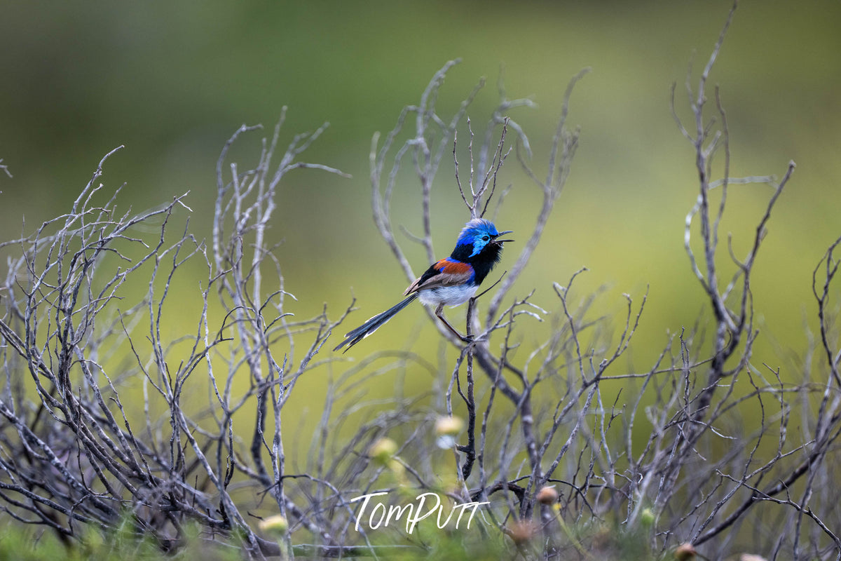 Purple-backed Fairy Wren calling