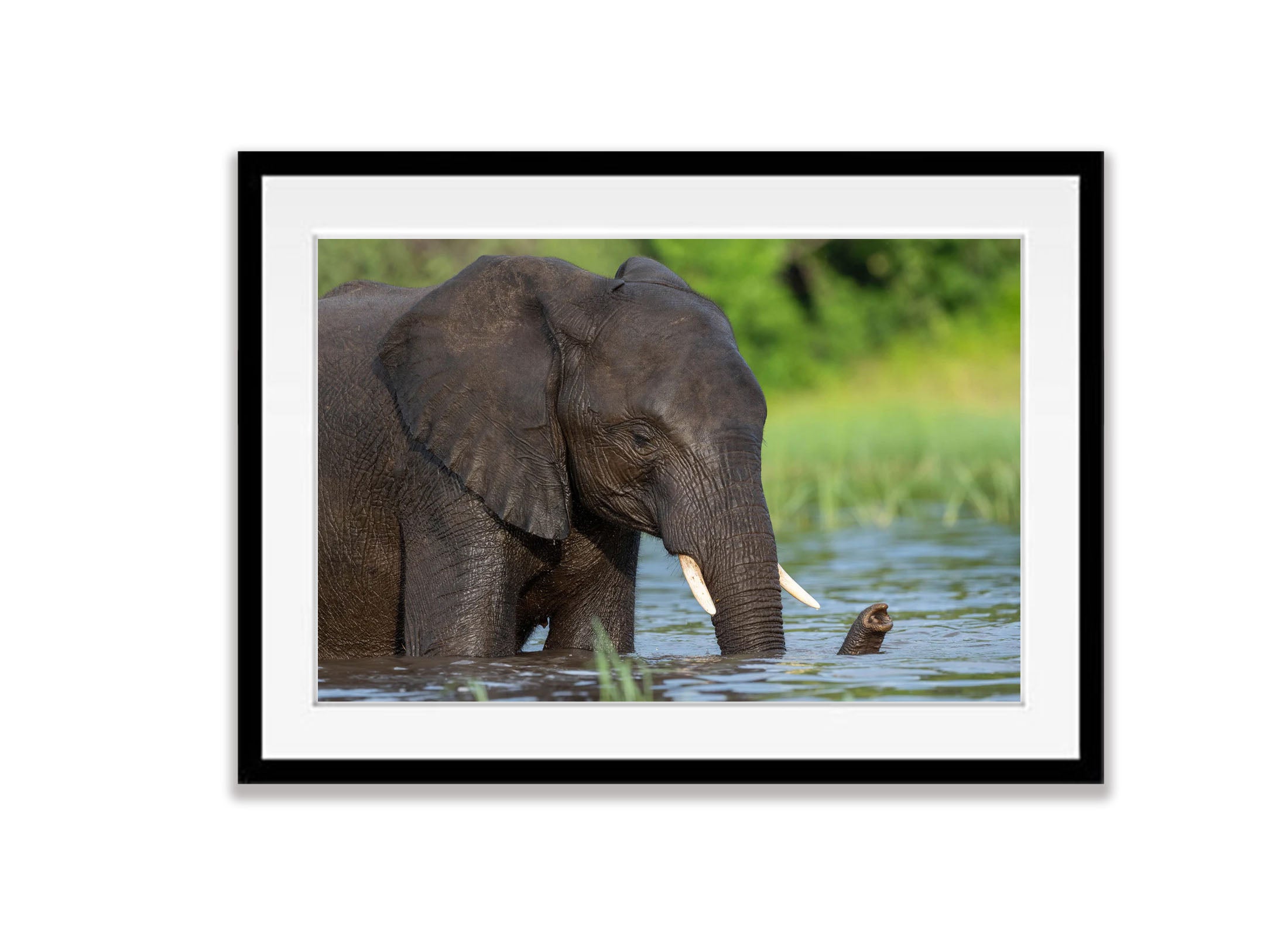 Elephant bathing, Chobe River, Botswana