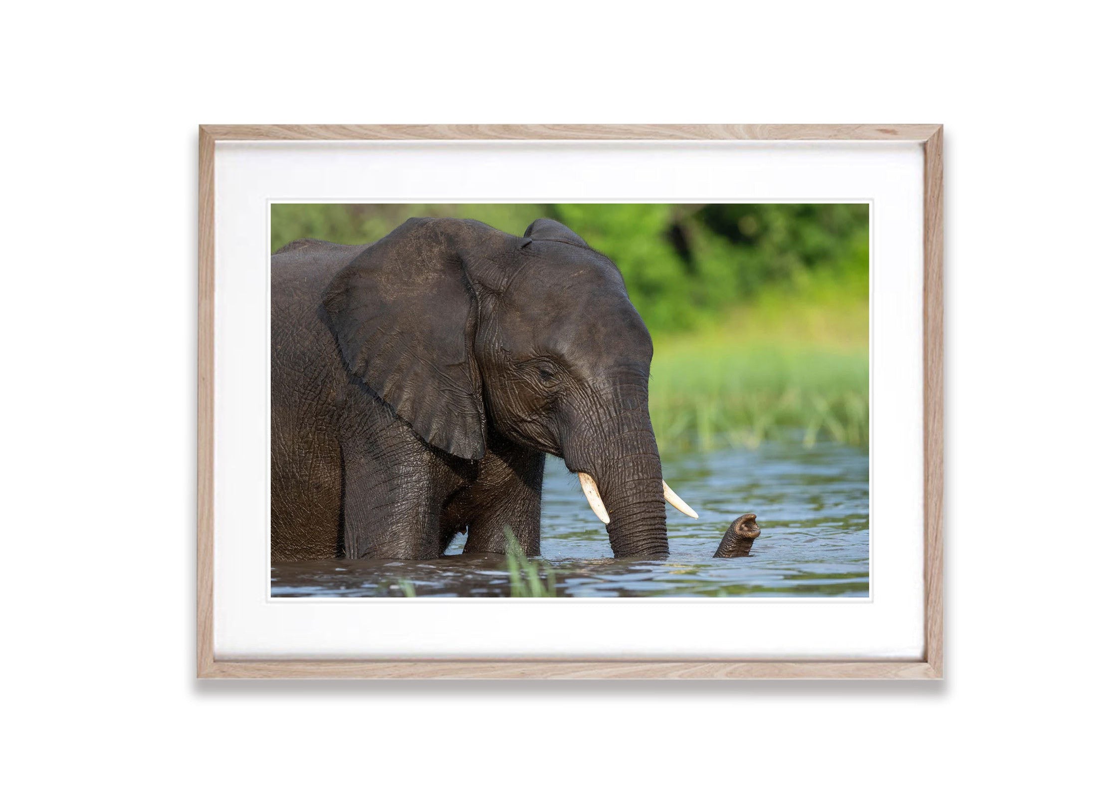 Elephant bathing, Chobe River, Botswana