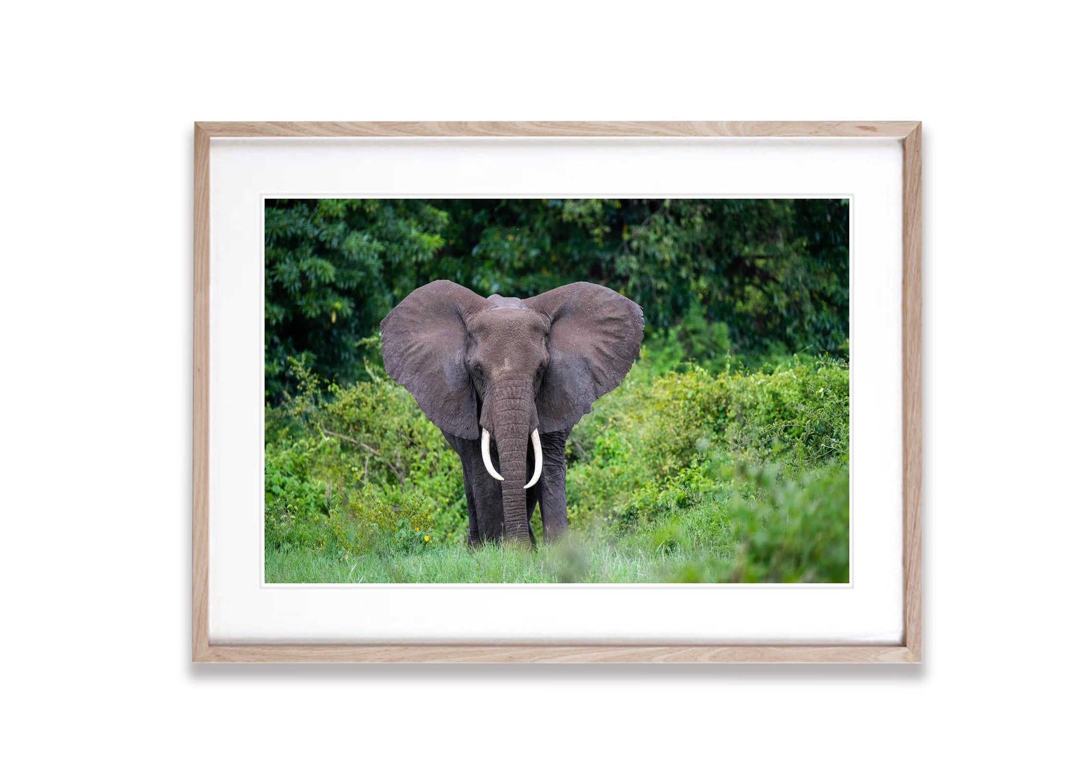 Elephant in the jungle, Ngorongoro Crater, Tanzania