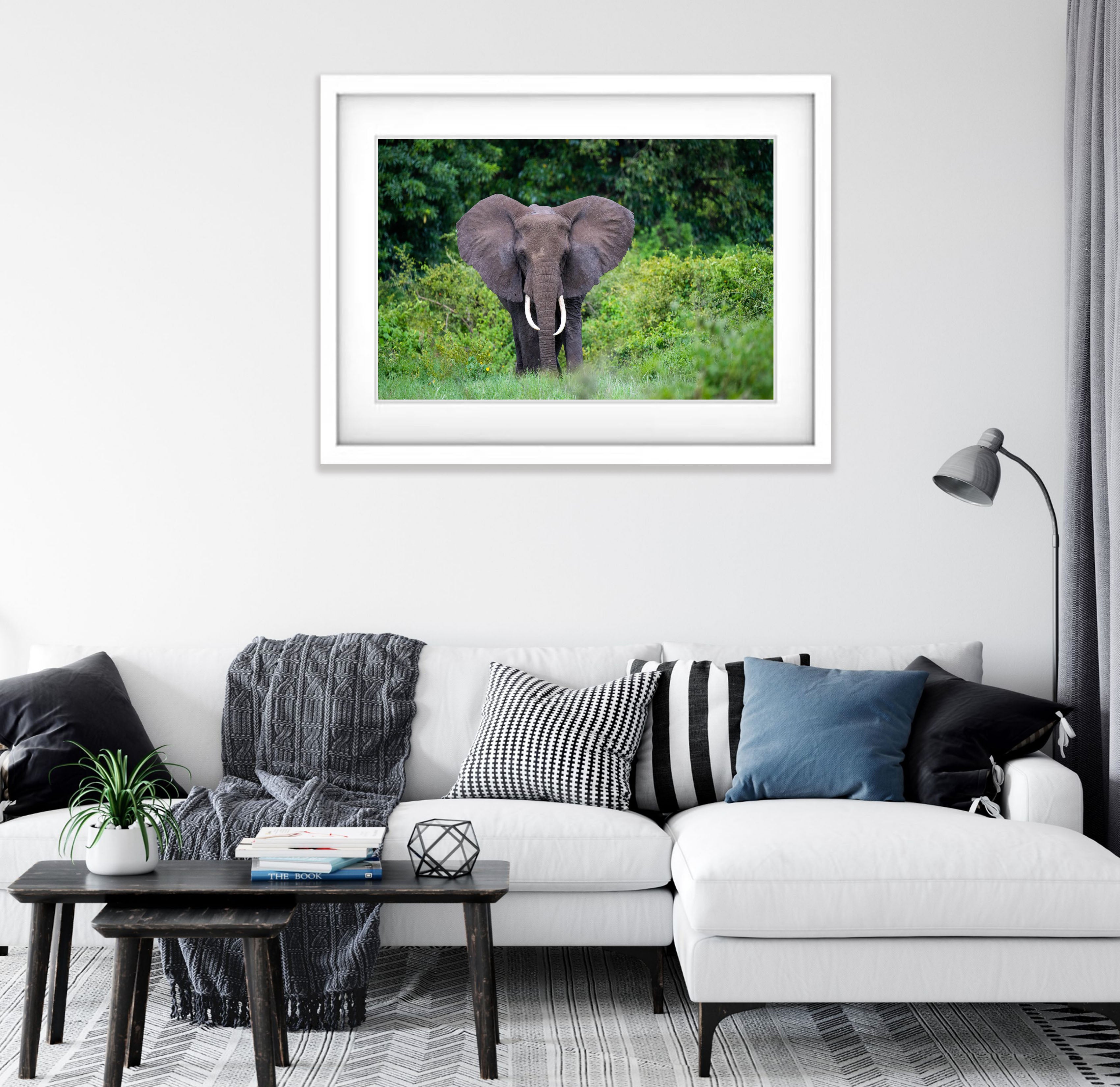 Elephant in the jungle, Ngorongoro Crater, Tanzania