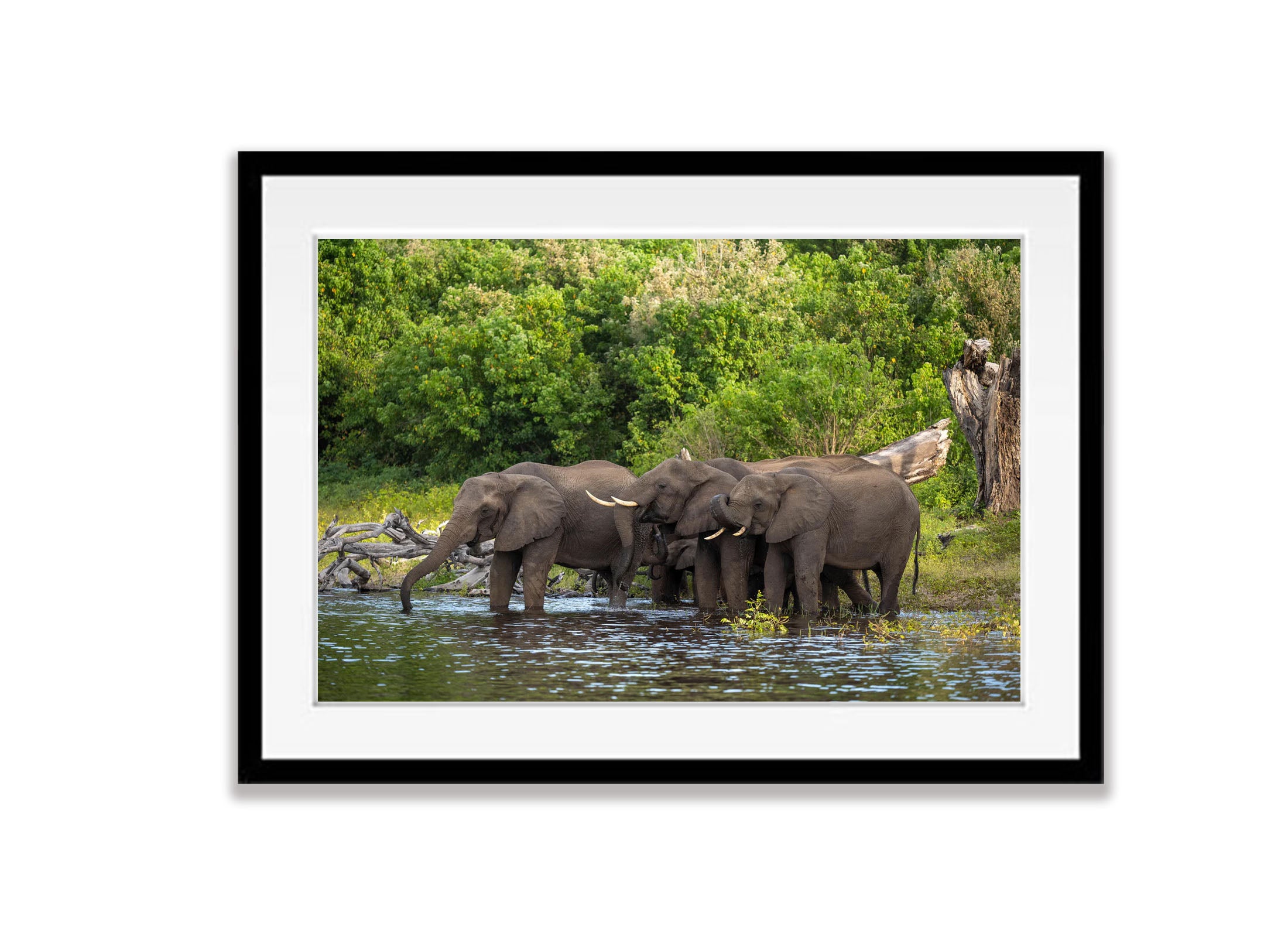 Elephants Drinking, Chobe River, Botswana