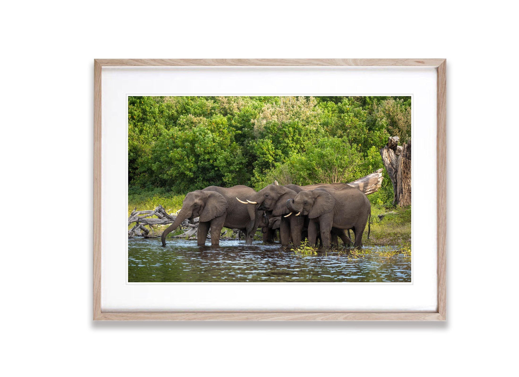 Elephants Drinking, Chobe River, Botswana