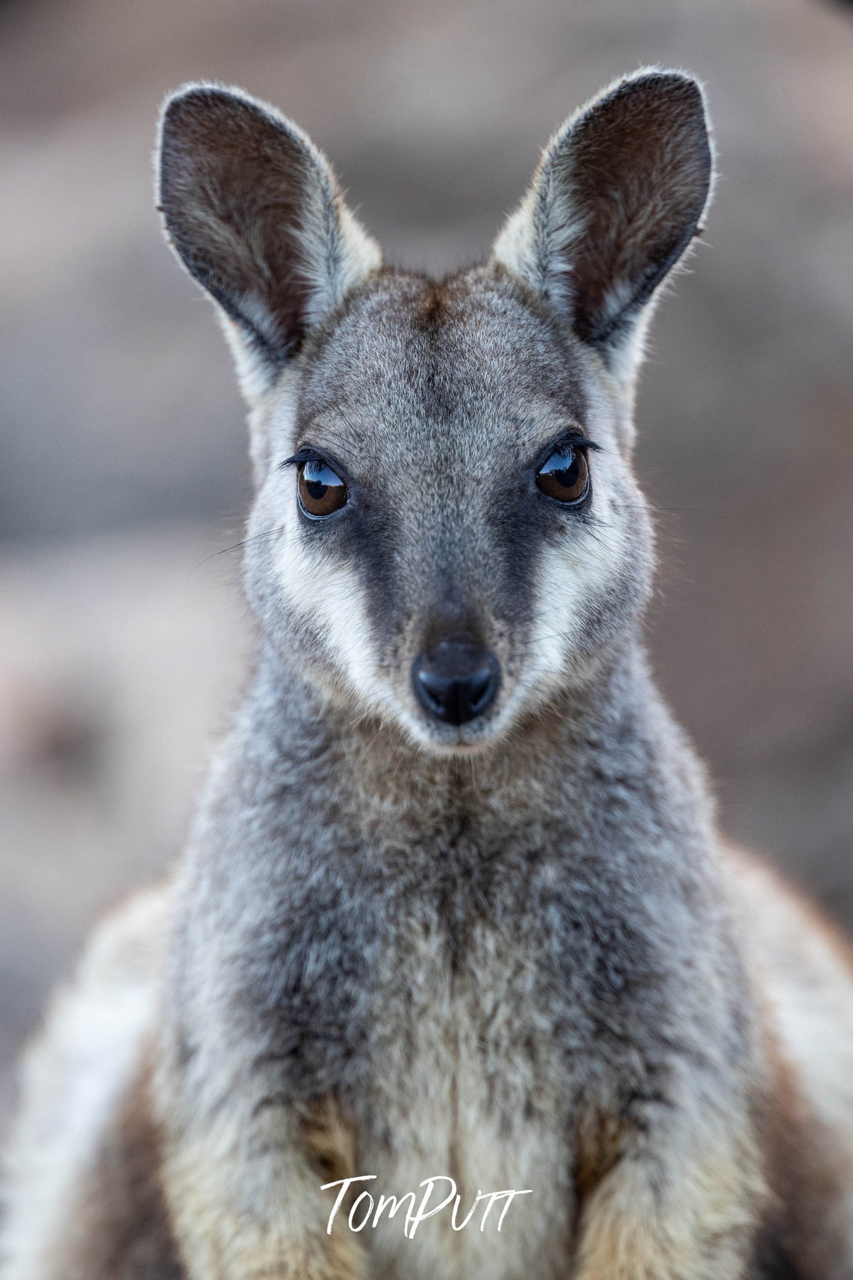 Black-flanked Rock Wallaby