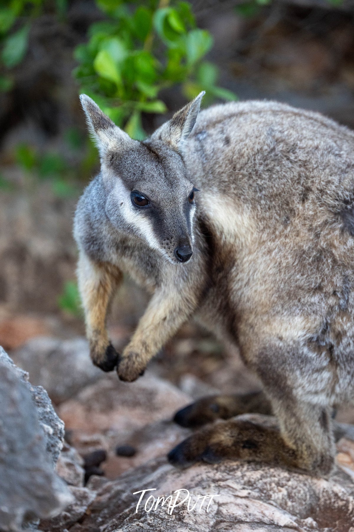 Black-flanked Rock Wallaby portrait