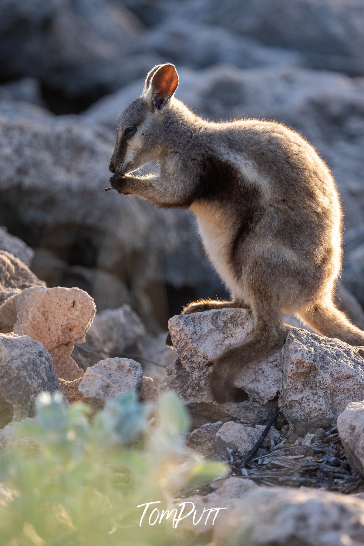 Black-flanked Rock Wallaby feeding