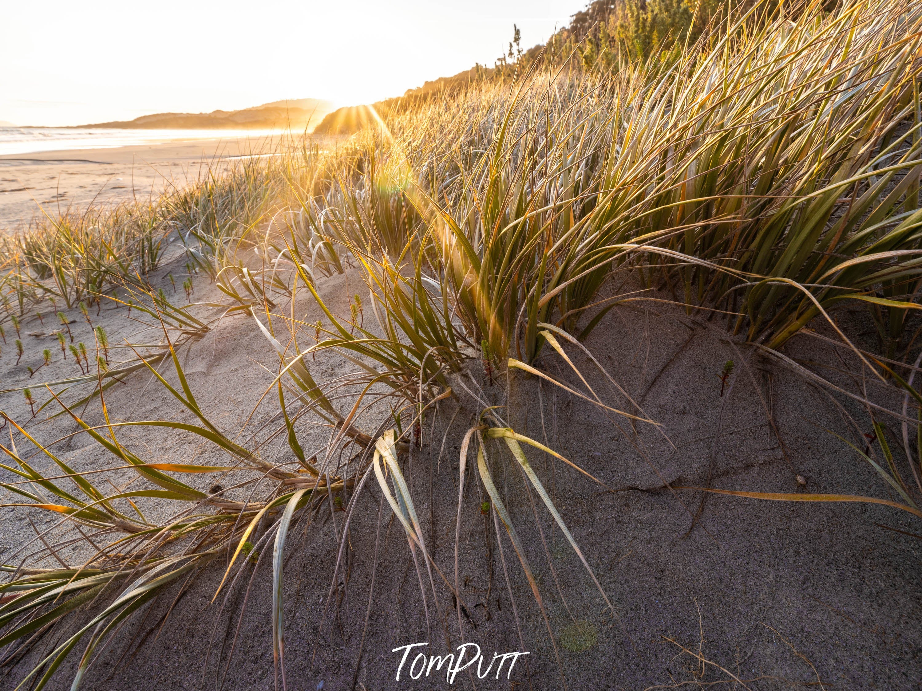 Coastal Vegetation, Flinders Island, Tasmania