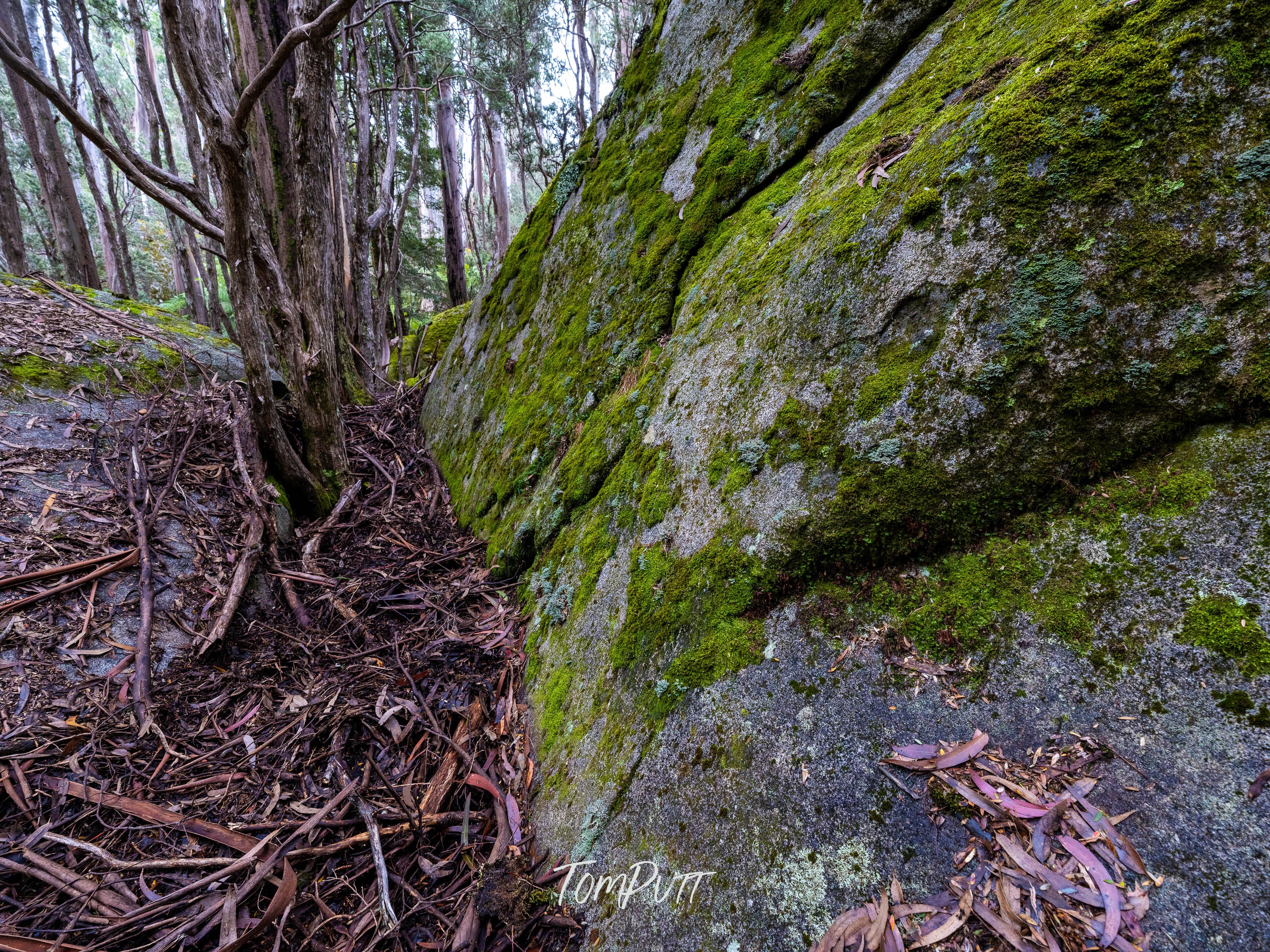 A Side of Moss, Mt Baw Baw