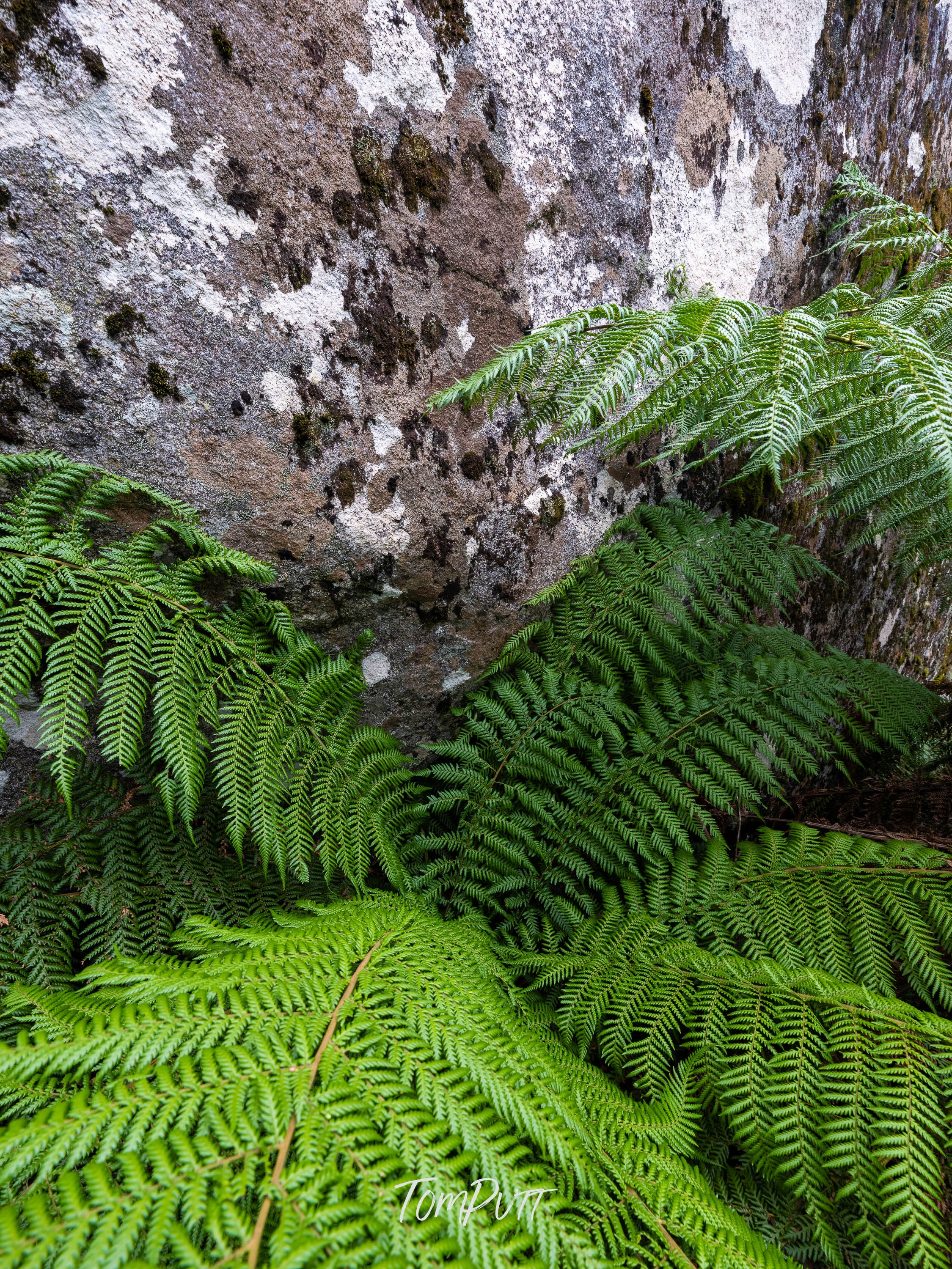 Fern Harbour, Mt Baw Baw