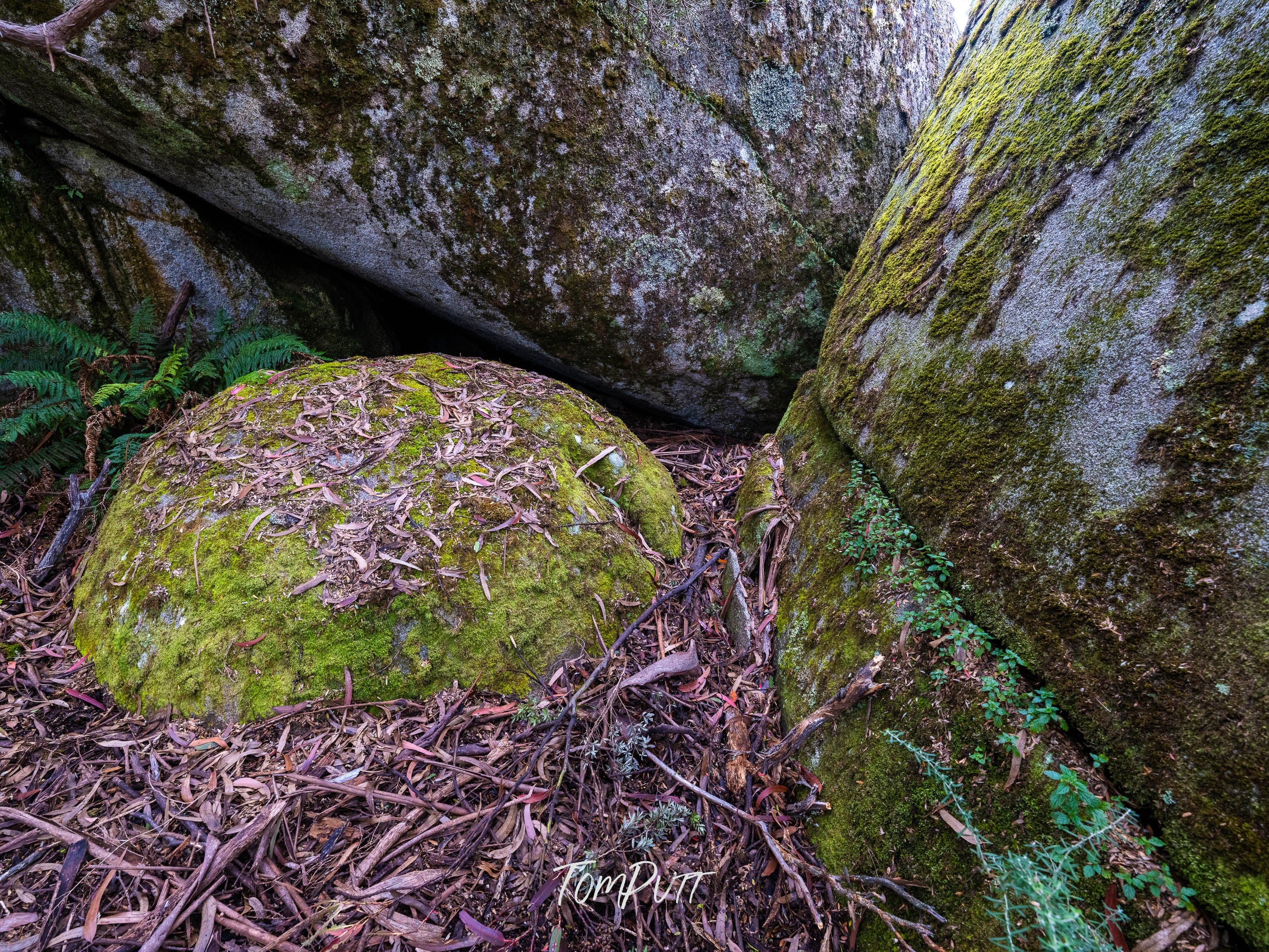 Mossy Dome, Mt Baw Baw