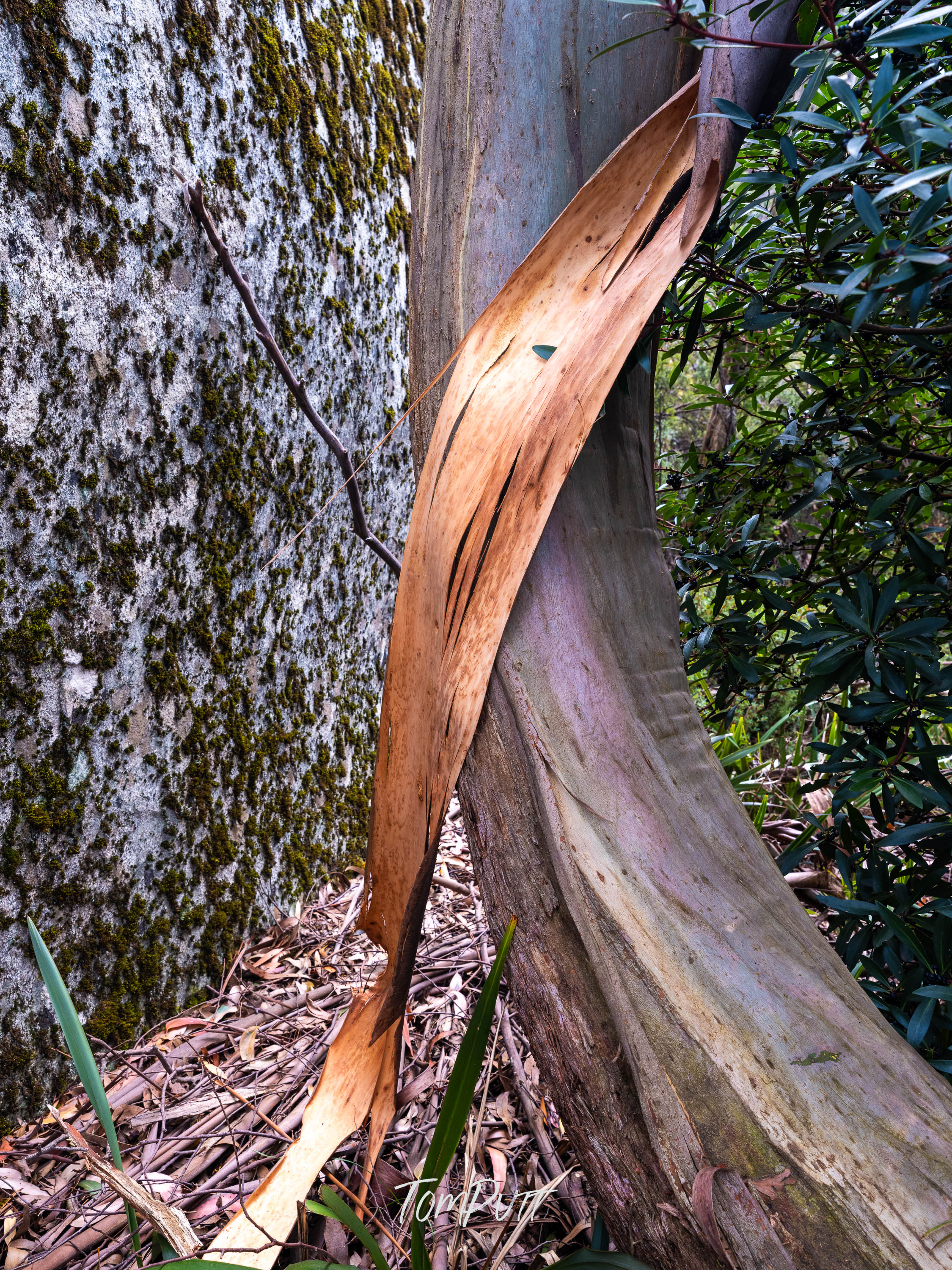 Peeling Layers, Mt Baw Baw