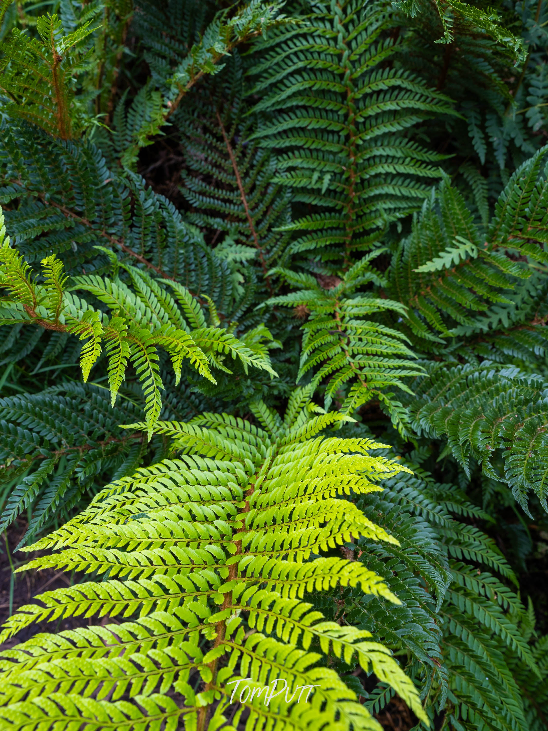 Lush Ferns, Mt Baw Baw