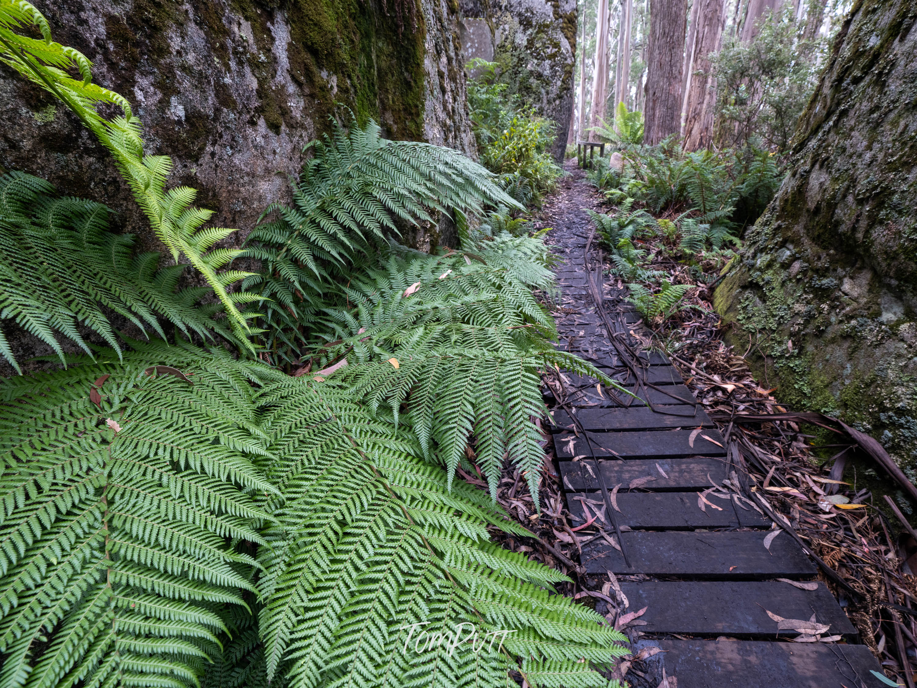 Mushroom Rocks Trail, Mt Baw Baw