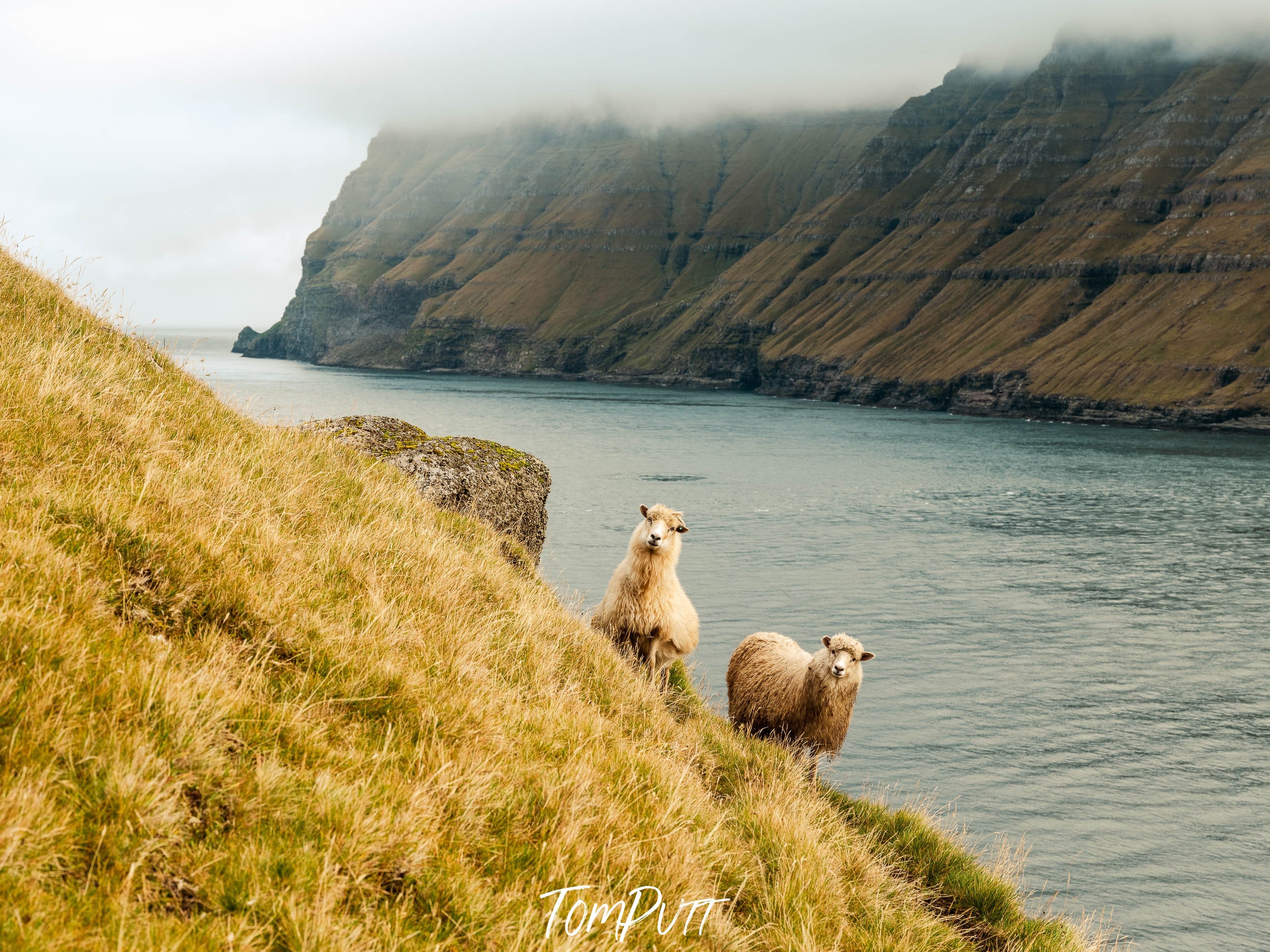 Serene Observers, Faroe Islands