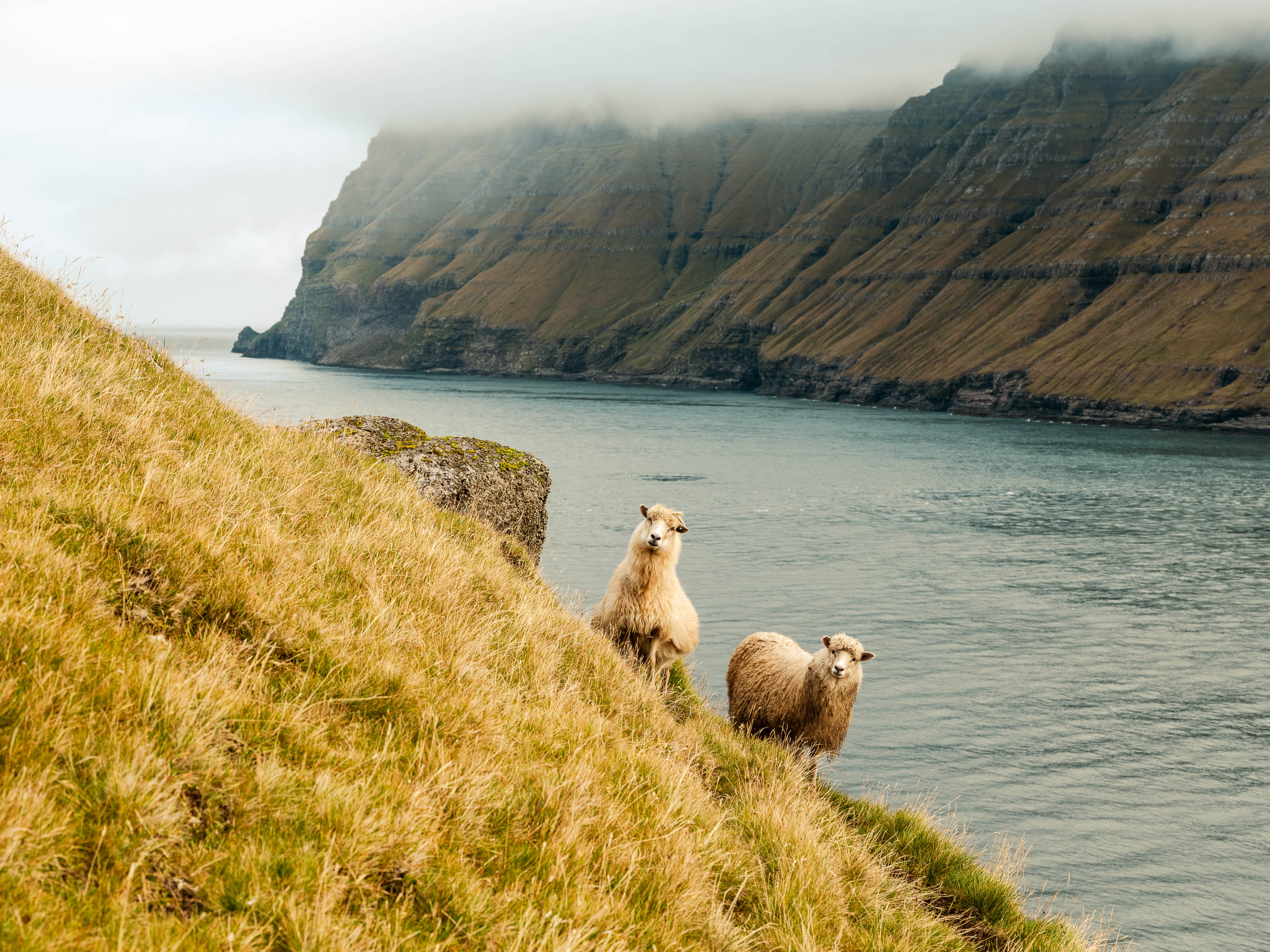 Serene Observers, Faroe Islands