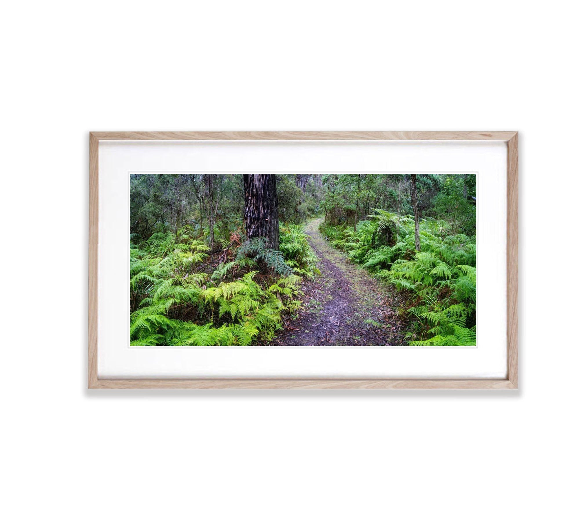 Fern Pathway, Main Ridge, Mornington Peninsula, VIC