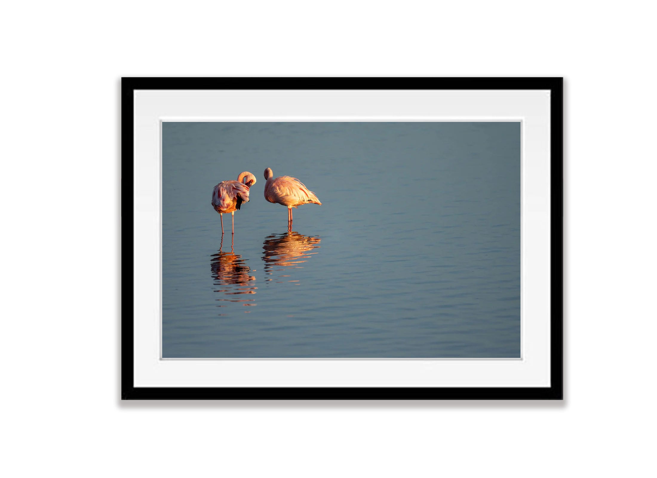 Flamingoes Preening, Ndutu Lake, Tanzania