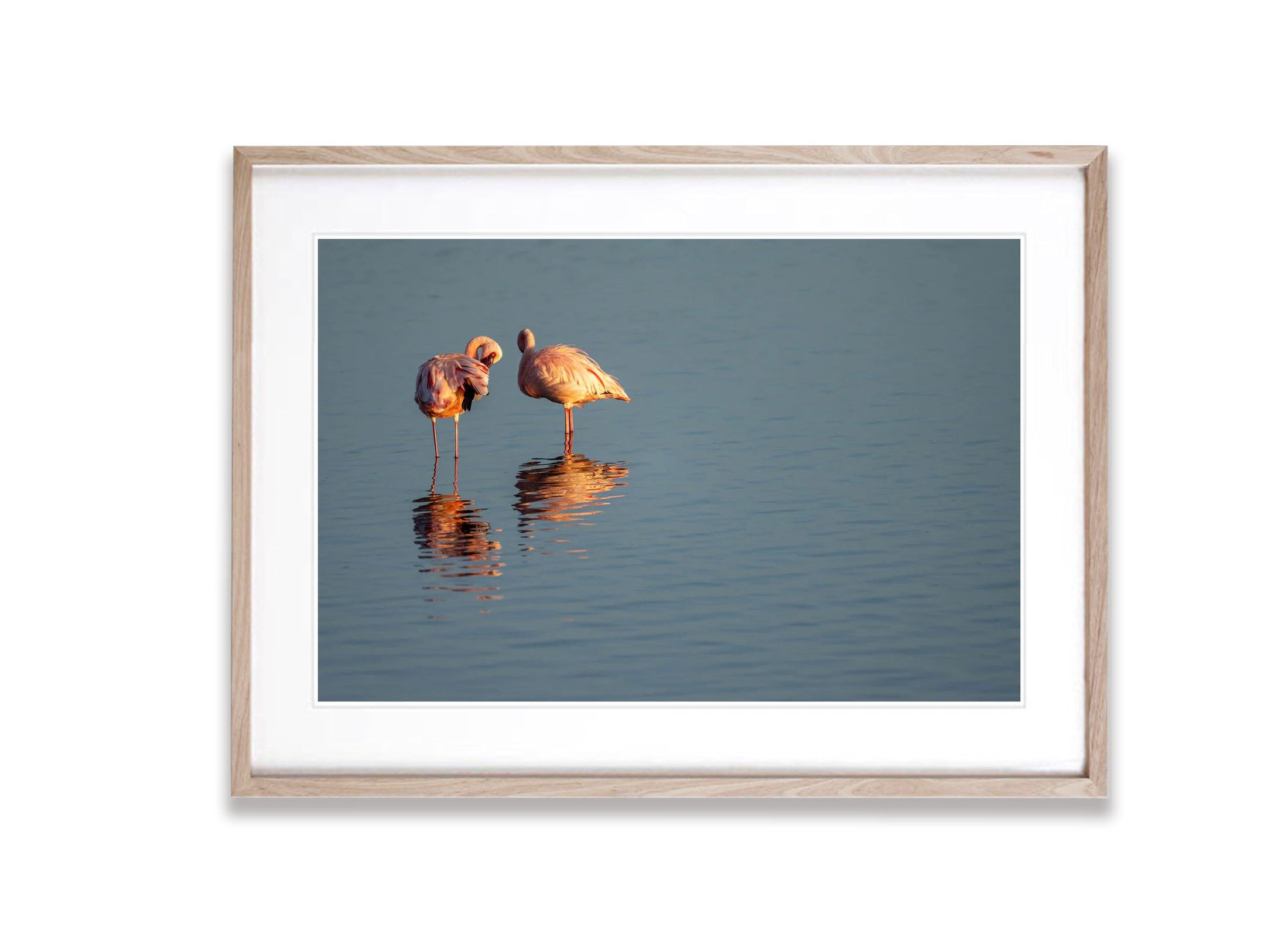 Flamingoes Preening, Ndutu Lake, Tanzania