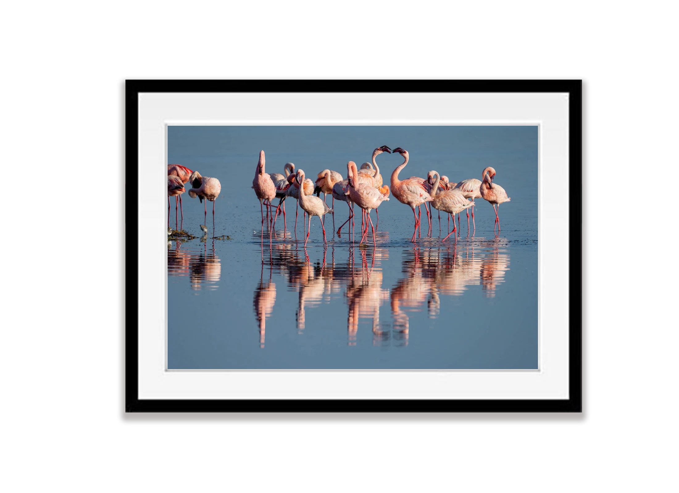 Flamingoes Talking, Ndutu Lake, Tanzania