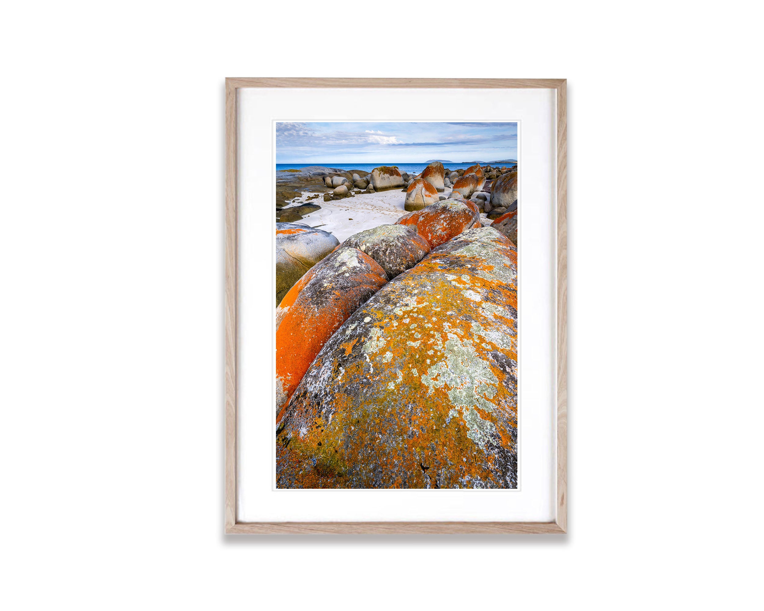 Rock Lichen, Flinders Island, Tasmania